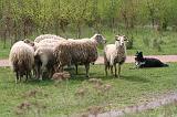 BORDER COLLIE - MOUTONS 070